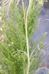 Glia prolifera