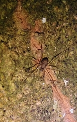 Dicranopalpus larvatus