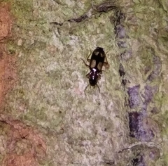 Dromius quadrimaculatus