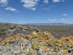 Sceloporus uniformis