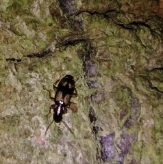 Dromius quadrimaculatus