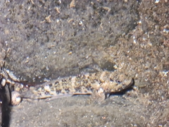 Mauligobius maderensis