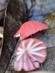 Marasmius haematocephalus