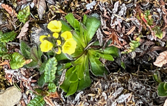 Ranunculus sulphureus