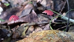 Marasmius haematocephalus