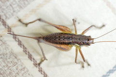 Pachytrachis