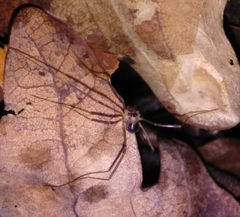 Dicranopalpus larvatus