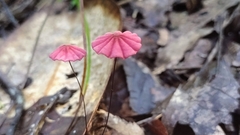 Marasmius haematocephalus
