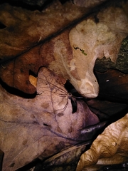 Dicranopalpus larvatus