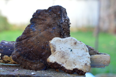 Ischnoderma benzoinum