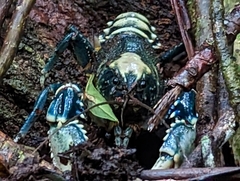 Euastacus sulcatus