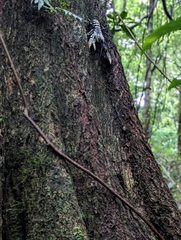 Euastacus sulcatus