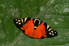 Symmachia rubina