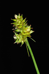 Carex cephalophora
