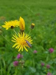 Cantharis nigricans