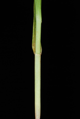 Carex cephalophora