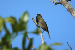 Tiaris olivaceus pusillus