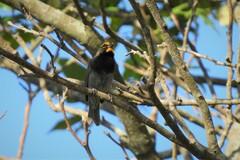 Tiaris olivaceus pusillus