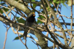 Tiaris olivaceus pusillus