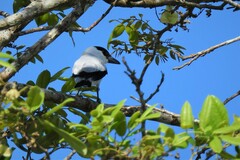 Tityra inquisitor fraserii