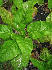 Beta vulgaris