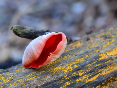 Sarcoscypha coccinea