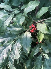 Sambucus racemosa