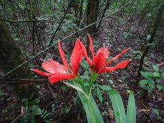 Hippeastrum aulicum