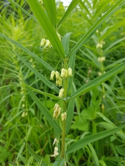 Polygonatum verticillatum