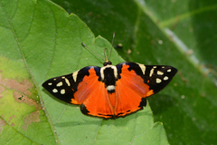 Symmachia rubina