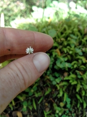 Lagenophora strangulata