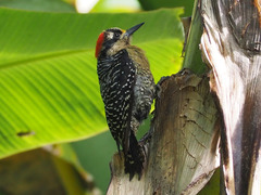 Melanerpes pucherani