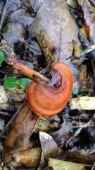Cortinarius marylandensis