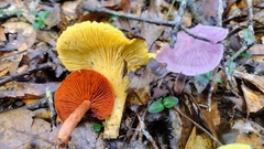 Cortinarius marylandensis