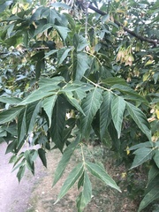 Acer negundo