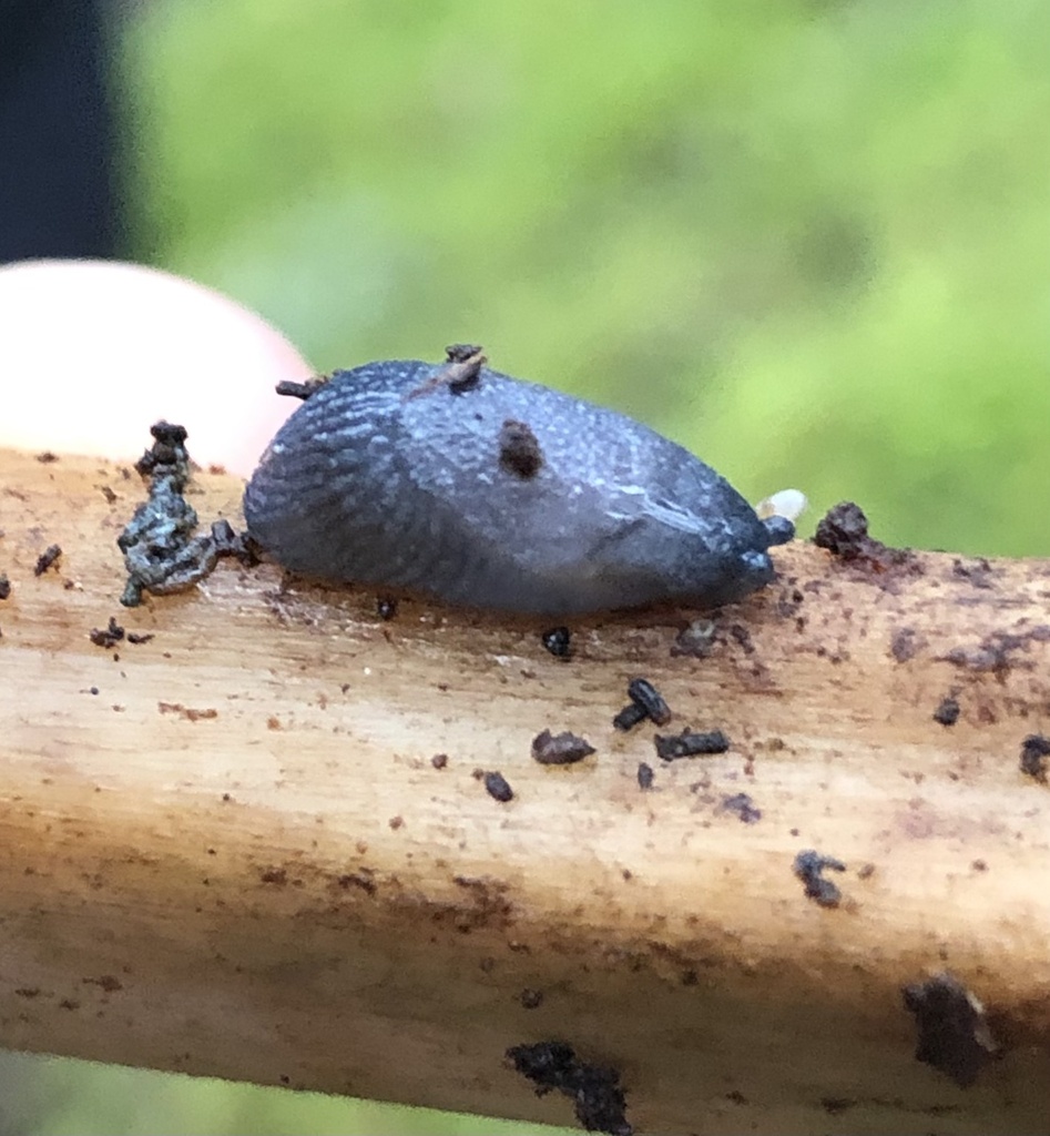 blue-gray taildropper