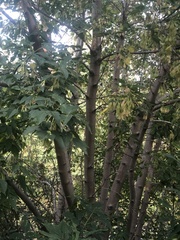 Acer negundo