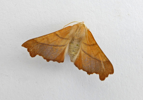 Dusky Thorn