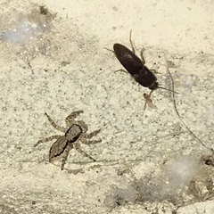 Heteroderes amplicollis