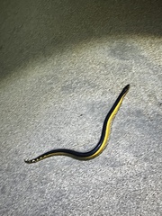Hydrophis platurus