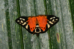 Symmachia rubina