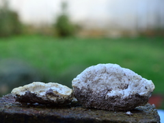 Pseudospongipellis delectans