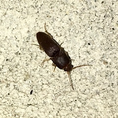 Heteroderes amplicollis