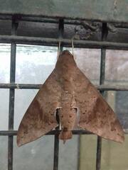 Pachylioides resumens