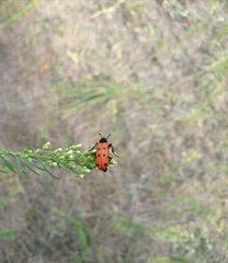 Mylabris quadripunctata