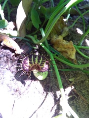 Aristolochia fimbriata