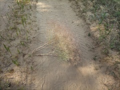Gypsophila paniculata