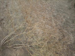 Gypsophila paniculata