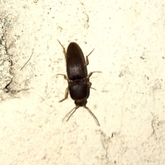 Heteroderes amplicollis