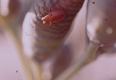 Probergrothius angolensis